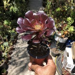 Black Rose Succulent Plant