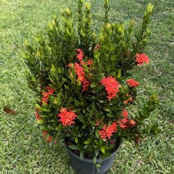 IXORA DWARF RED (3 Gallon Pot)