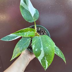 6” Philodendron White Princess