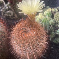 El Señor Cactus