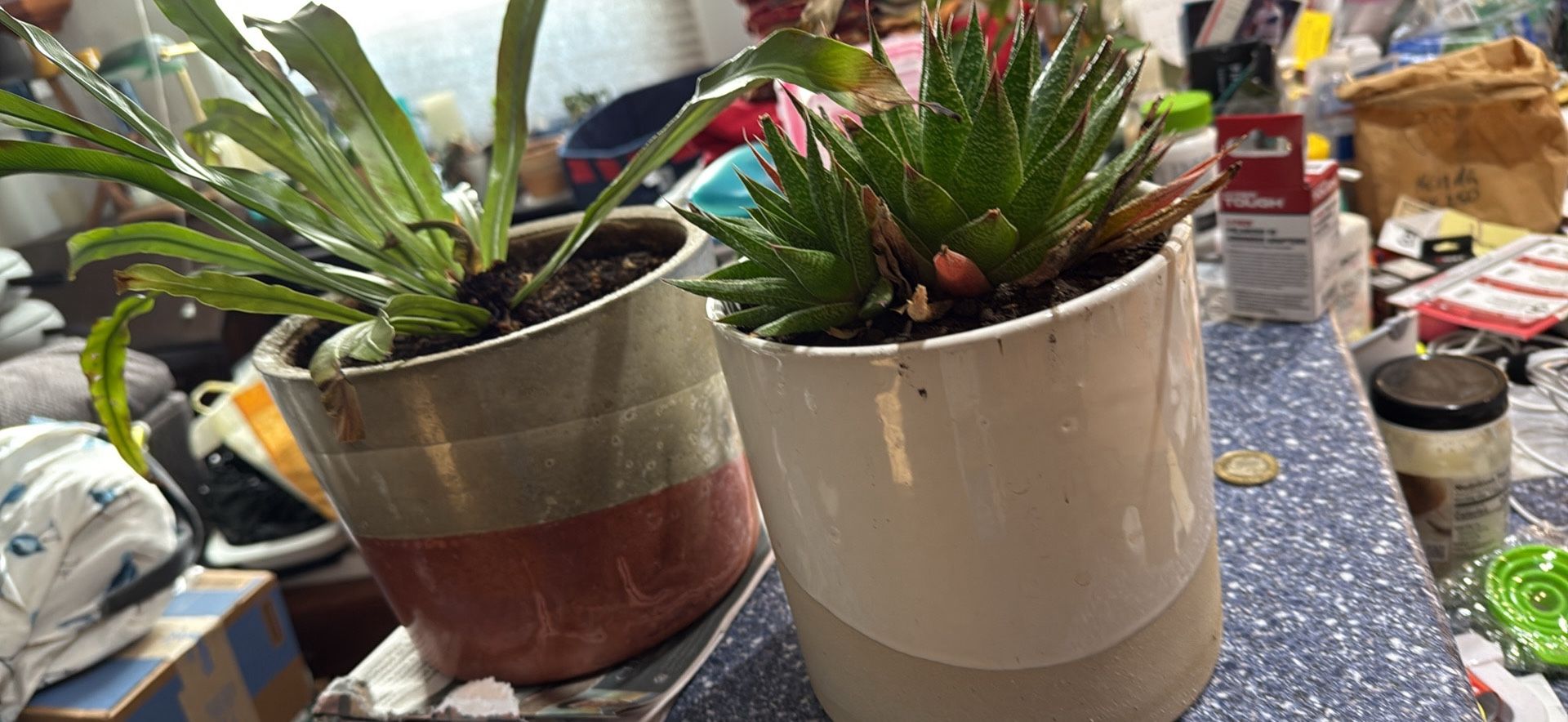 Plants In Ceramic Pots Sold Separate