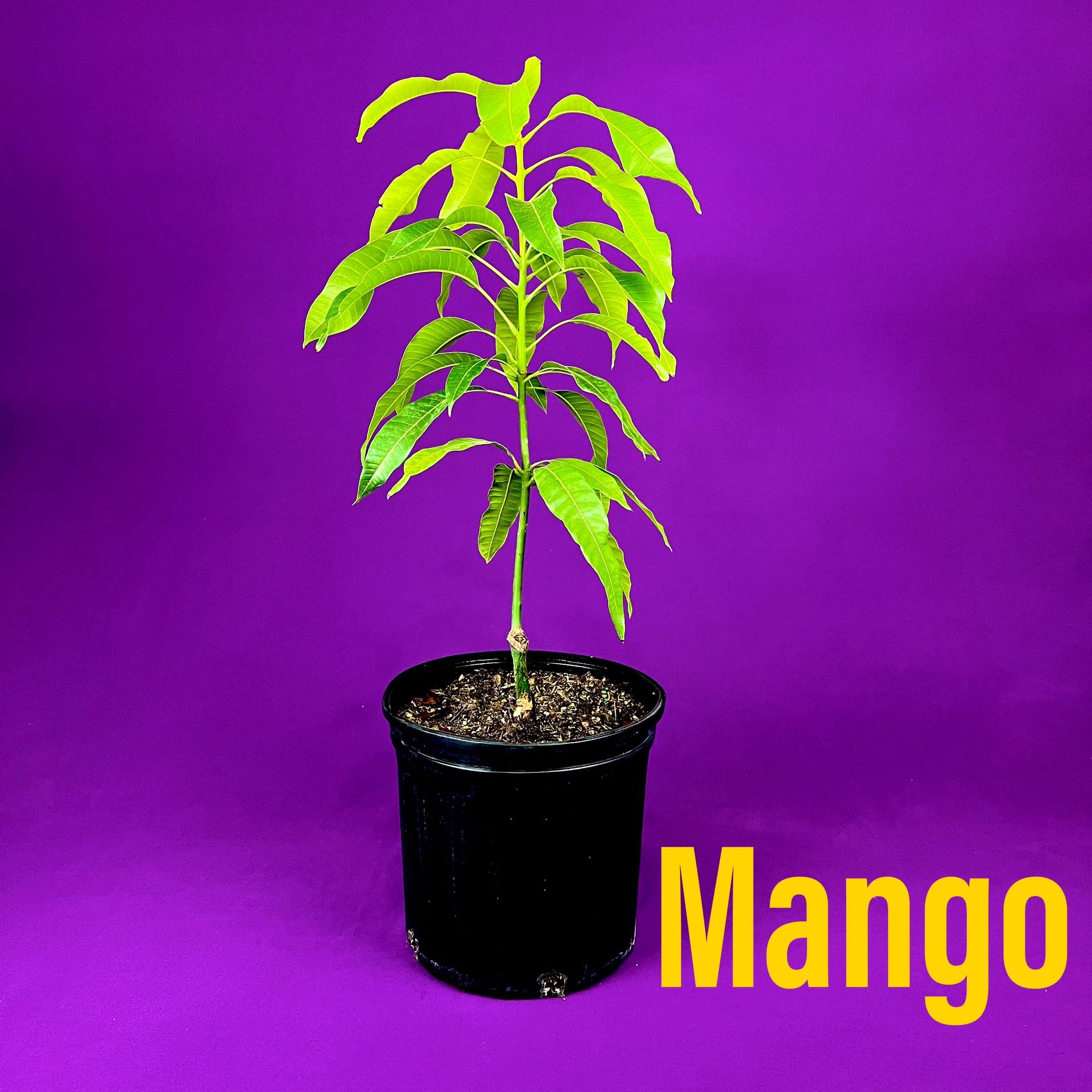 Mango for Sale in Kissimmee, FL OfferUp