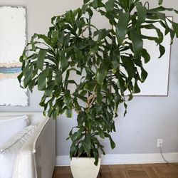 Large Mature Dracaena Tree- 6 Ft X 4 Wide Indoor Statement Plant With Pot 🪴