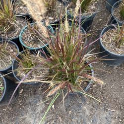 Fountain grass