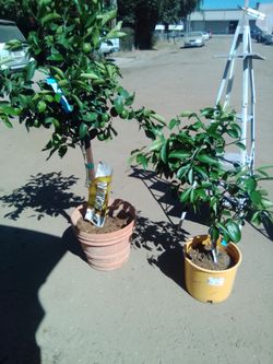 Meyers lemon tree