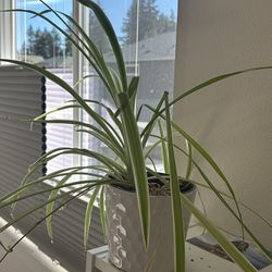 Spider Plant In Decor Pot