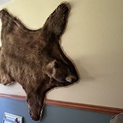 Bear Skin Taxidermy