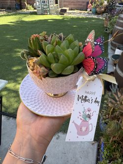 Mothers Day Mugs And Tea Cups Succulent Arrangements