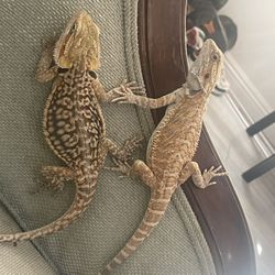 Reptile Enclosure 