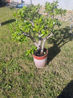 Jade Plant $30