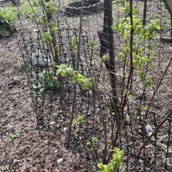 Free Organic Raspberry Plants 