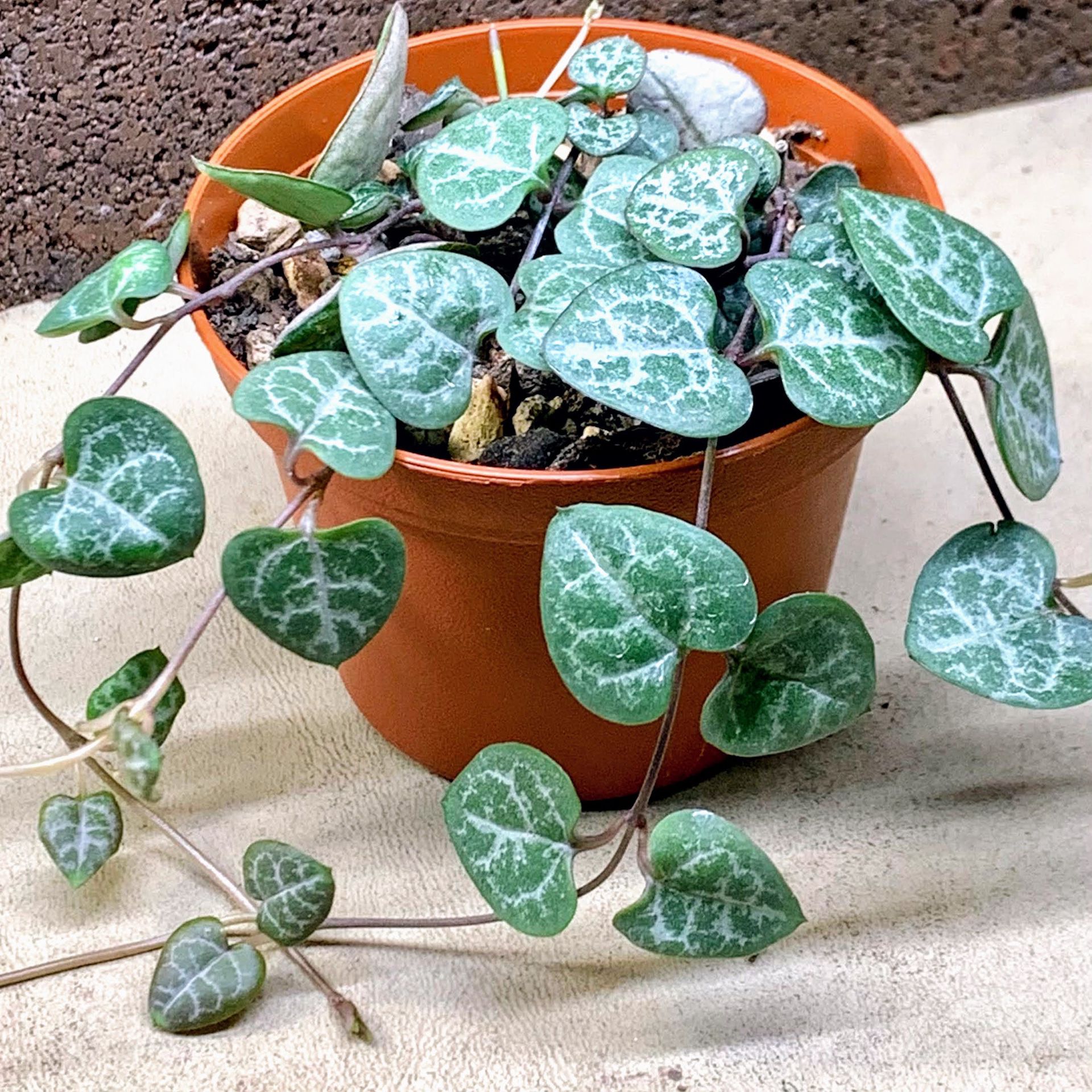 String of Hearts Succulent