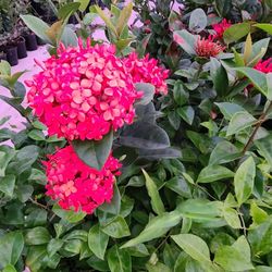 Ixoras Orange In Yellow 1gallon 3ft Tall