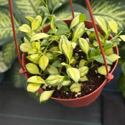 Hoya heuschkeliana, Variegated , On a 6 Inch Pot