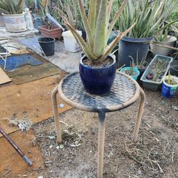 Beautiful Aloe Vere With Decorithin Tabol And Contener Seramek Vere GOOD CONDITION Aloe Vere  VERY GOOD CONDITION N24 TH DR PHOENIX 