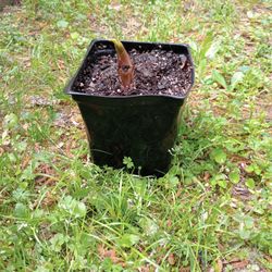Cold Hardy Banana Tree Plants 