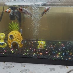 10 gallon fish tank 
