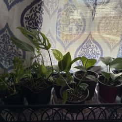 Pothos & Monstera Adansonii (Swiss Cheese Monstera)