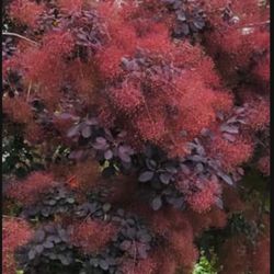 Beautiful Smoke Tree Starts