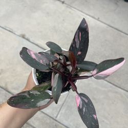 4” pink princess philodendron