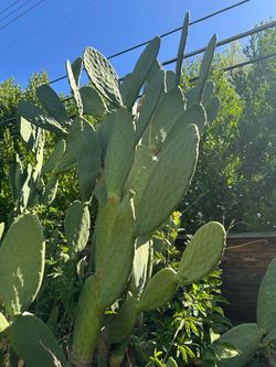 Cactus ( nopales )
