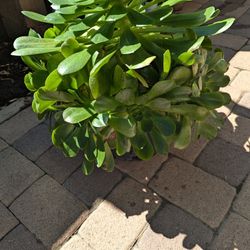 25 In. Large Succulent 5 Gal.