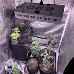 Growing Tent With Light 