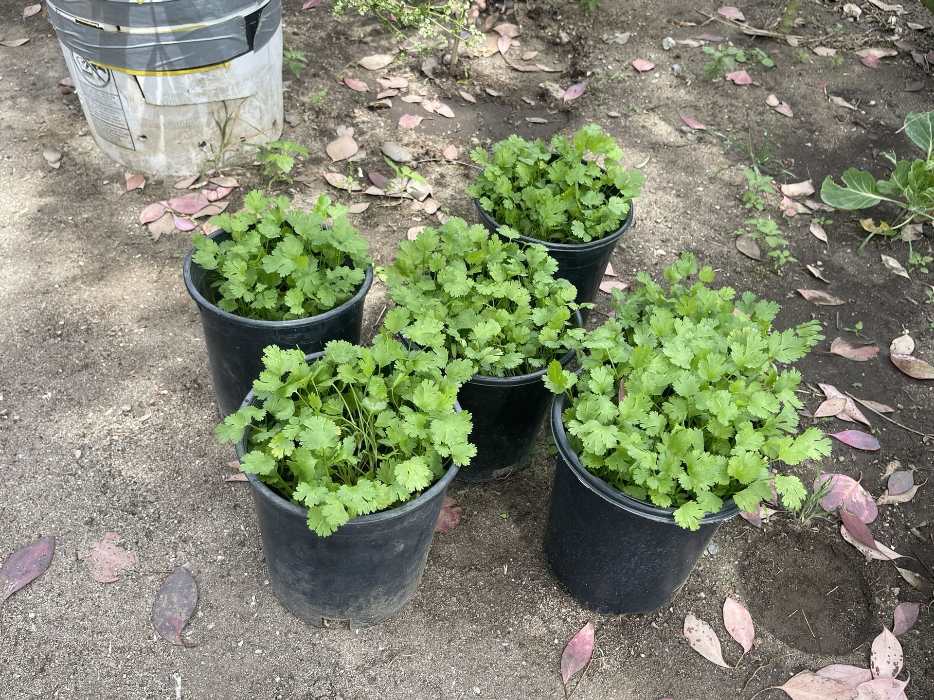Organic Cilantro Plant In Flower Pot