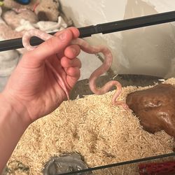 Corn Snake With Tank