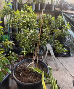 Kumquat tree