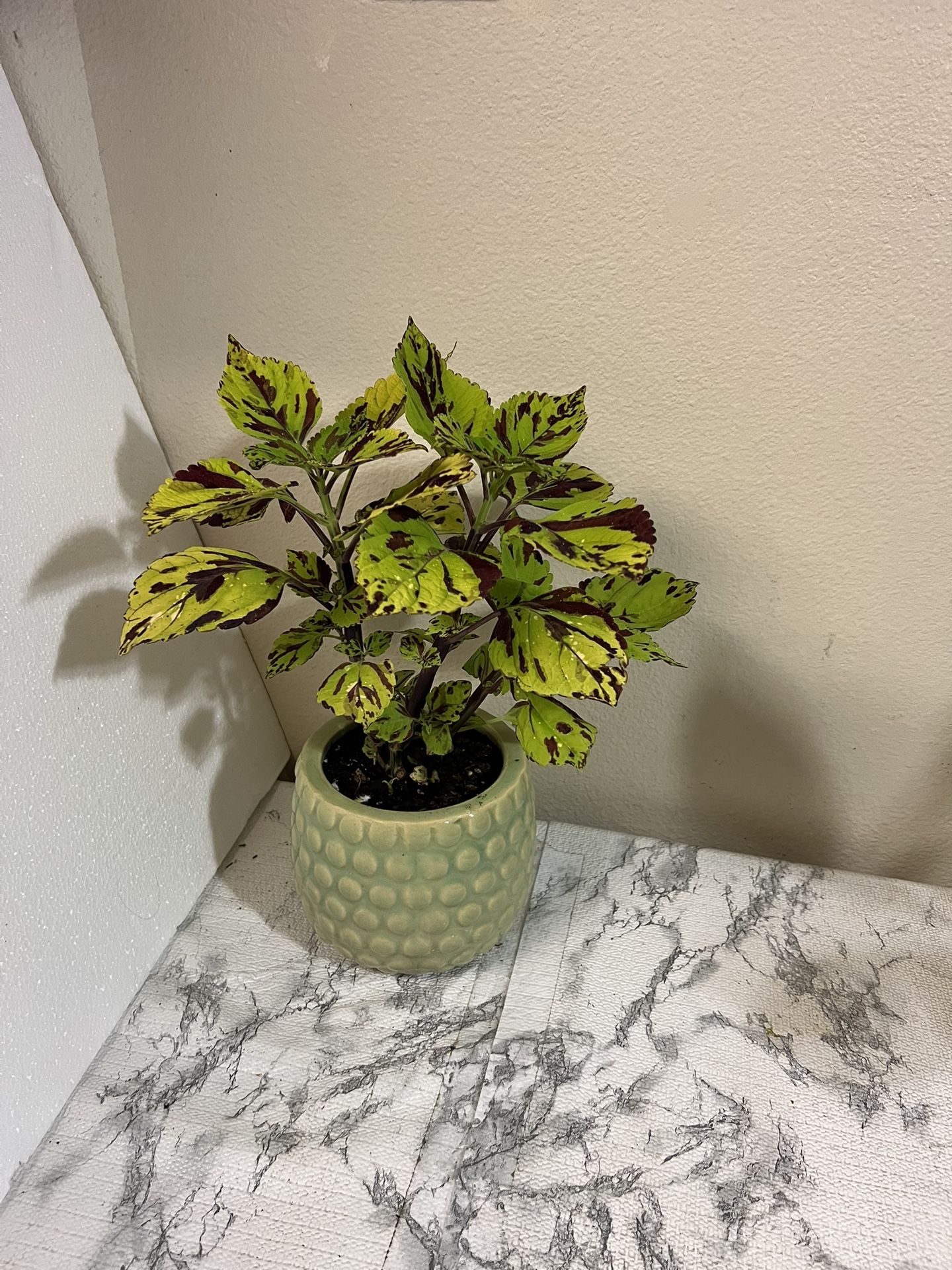 Coleus Plant 