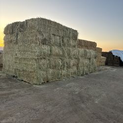 Bermuda , Alfalfa, Triticale 