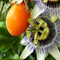 Yellow Passion Fruit  🍈💛