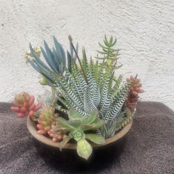 Succulents Plant Arrangement.