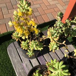 Sedum Pachyphyllum JELLY BEAN  Succulent Plants 