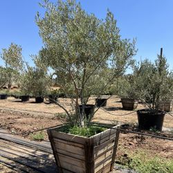 Gorgeous multi trunk fruitless Olive Tree for sale 36 inch box