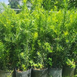 Podocarpus Plants For Privacy !!! About 3.5 Feet Tall!!! Fertilized 