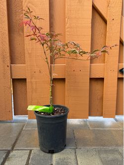 Japanese Maple - Starter