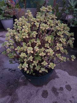 Vicks plant 🪴