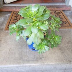 Succulent 