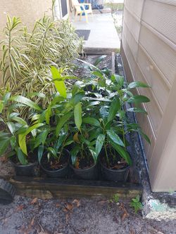 Haitian Mango Corne Trees