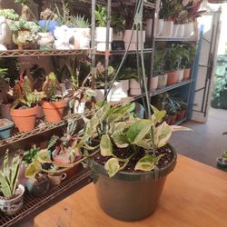 N'joy Pothos Indoor Plant 