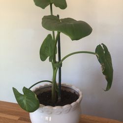 Philodendron Houseplant