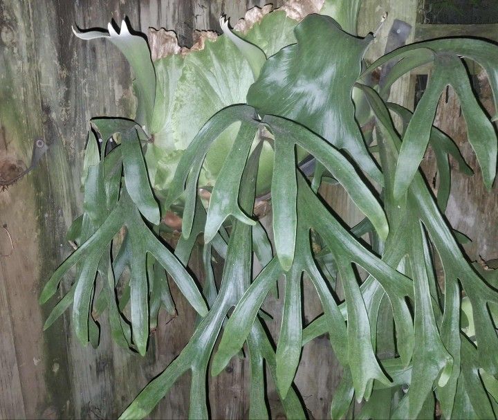 Staghorn Plants