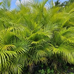 arecas 5 feet  tall Instan Privacy Hedge For Fence 