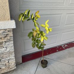 Thai Guava Fruit Tree Plant 
