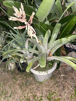 Bromeliads plants. Large size. In pots or not.