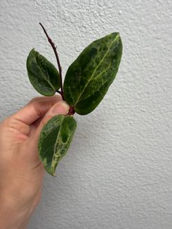 Hoya “swiffers nightmare” cutting