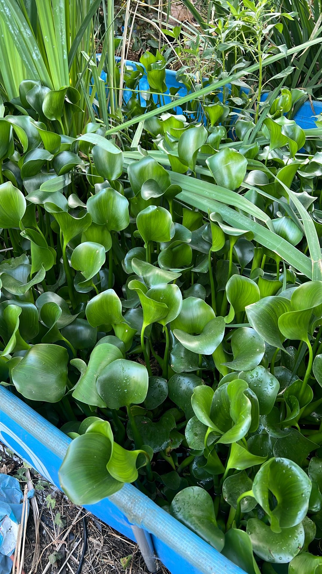 Water Hyacinth Pond Plants Koi Pond Water Plants