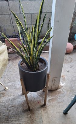 Beautiful Plant